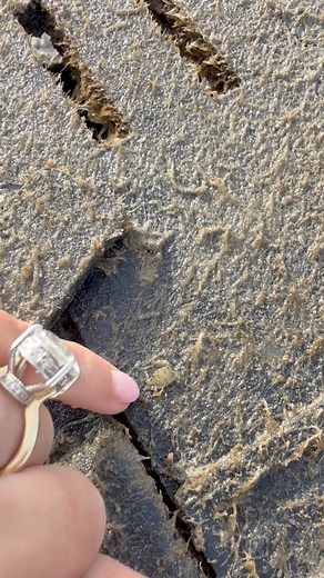 Is this the worlds tiniest cutiest crab?! #crab #florida #fishing | Alison Kay Bowles
