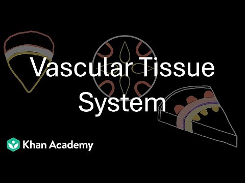 Vascular tissue system | Anatomy of flowering plants | Grade 11 | Biology | Khan Academy