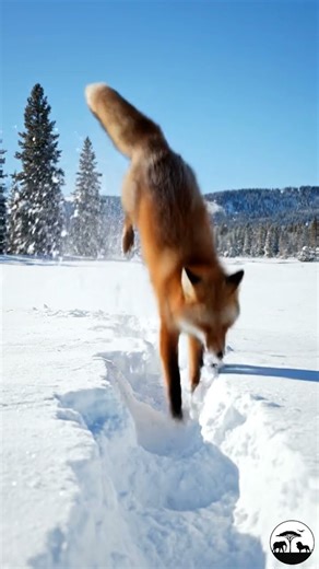 Fox playing in the snow, the miracle of nature
