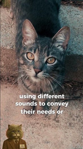 Why Do Cats Meow at Humans But Not Each Other?