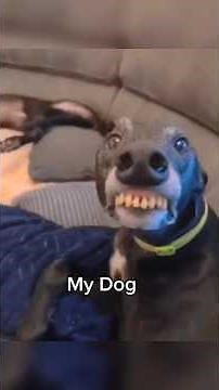 My Friends Dog vs My Dog 🤣 #videosdivertidos #funny #pets