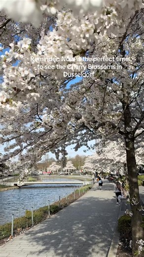 Experience the Cherry Blossoms in Düsseldorf This Spring