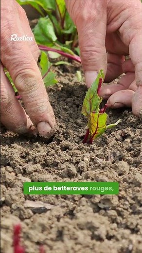 Petites feuilles, grandes racines à venir !