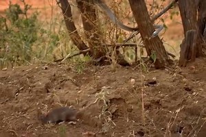 Africa's snacks part 1 #discovery #jungle #wildlife #survival #snacks #africasjungle | Wild Adventure Chetak