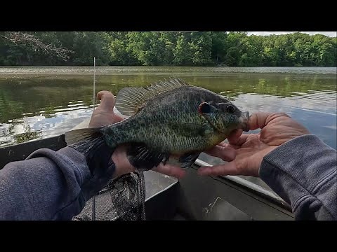 Easy Way To Find Bream Beds and Monster Shellcrackers