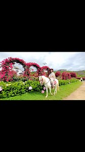 Cưỡi ngựa xem hoa thôi mà cứ tưởng đang đóng phim điện ảnh. | Thỏa Minh