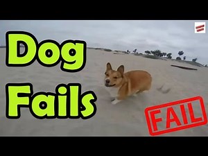 Dog Fails Compilation