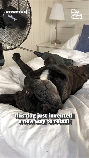 184K views · 3.8K reactions | This belly-scratcher's a real head-scratcher! 樂 #Dogs #Funny | The Pet Collective | Facebook