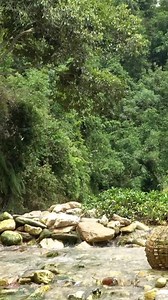 187K views · 1.5K reactions | Encounter a huge school of fish, create a trap & catch the fish, then bring it to the market to sell #EmTenToan #singlemom #harvest #farmbuilding | Monkey SoK Ya | Facebook