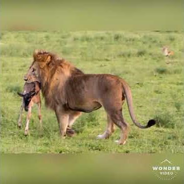 alex & Rus music version Hd mp3 song