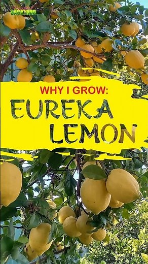Why I grow Eureka Lemon in my Sydney backyard. Lemon fruit in winter. #fruit #lemon #backyardgarden