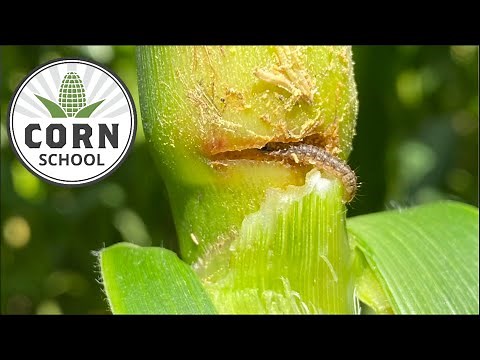 Corn School: Resistance driving European corn borer comeback