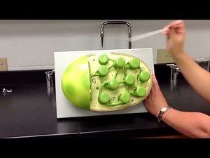 Chloroplast Model