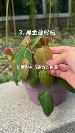 【1%植物關鍵】黑手指養植物必看｜3個新手養植物技巧，室內植物也能養得好
