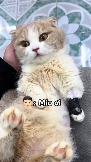 Mèo Dễ Thương và Những Điều Thú Vị