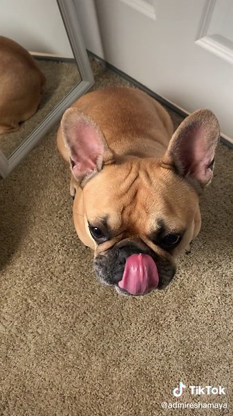 Life of a Frenchie Dog Mom: Meet Acey!