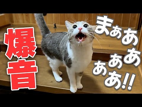 When I came back to my parents' house, my friendly cat greeted me with an incredibly loud bang lol