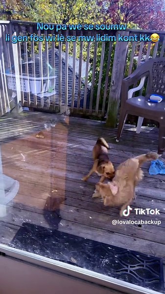 #cat #catsoftiktok #cats #catlover | cats