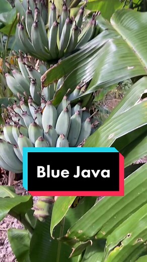 Exploring the Rare Blue Java Banana