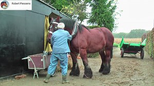 193K views · 5.7K reactions | Belgian Draft Horses beet harvest with respect for the environment, Berlaar-Belgium | Horse Grapevine | Facebook