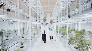 Botanist teacher two people man work at indoor biotech botany vertical smart farm growth weed crop field plant medical job career advice sharing discuss talking. Modern growing biology factory working