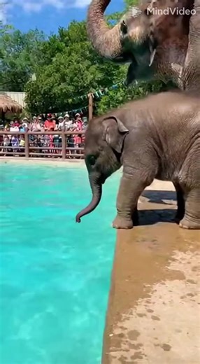 1.1M views · 18K reactions | Cute Baby elephant jumps into the water pool  Everyone watching is laughing so hard — too cute! #elephant #funny #babyelephant #elephantlove #elephantlovers #animals #animallover #wildlife #zoo #playtime #playing #swimming | Daily Elephant | Facebook