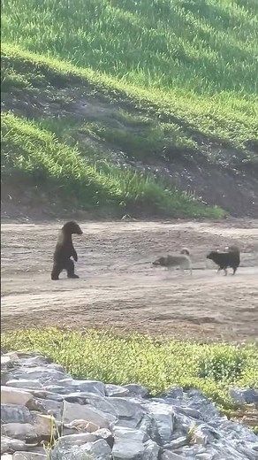Bear vs. Wolverine: Unbelievable Wild Animal Fight!