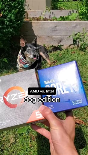 92K views · 880 reactions | AMD vs. Intel, decided by a dog #pc #pcbuilding #amd #intel #mryeester | mryeester | Facebook