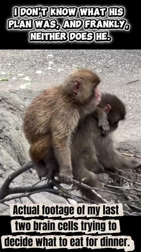 Baby Monkeys vs. The Tree (and each other!) 🐒🌿 #monkey #wildliferescue #punch #cute #funny