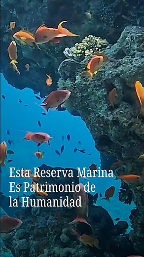 Esta Reserva Marina es Patrimonio de la Humanidad