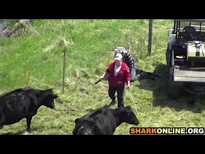 Mother Cow Tries to Protect Her Baby