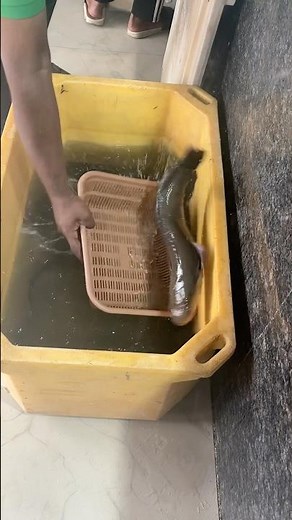 🐟 Beautiful Fishes | Relaxing Underwater World | 4K Colorful Fish Video