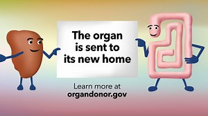 47 reactions · 16 shares | The Organ Procurement and Transplantation Network is responsible for matching donors to patients on the National Transplant Waiting List. Learn about the organ allocation process: https://optn.transplant.hrsa.gov/patients/about-transplantation/how-organ-allocation-works/ | Organdonor.gov | Facebook