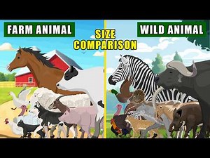 Farm Animals and Wild Animals Size Comparison: From 30 cm Pekin Duck to 170 cm Buffalo