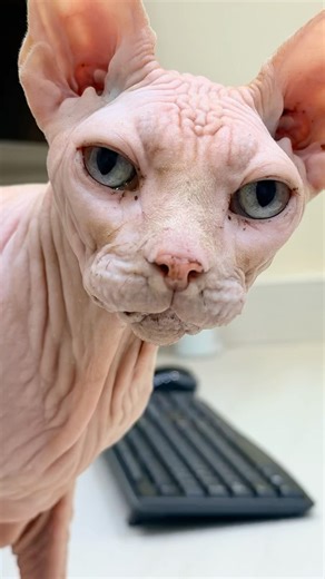 Scout Explores the Vet Clinics 🏥🤴 Sphynx Cat Adventure
