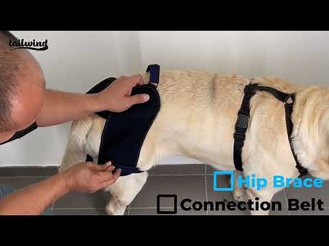 Hip Brace and Connection Belt Instructions - Tailwindpets