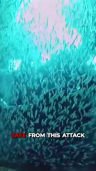 The Dangers of a Candiru Fish Swarm