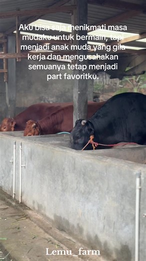 😇 #sapi #sapiqurban #sapijumbo #sapiviral #peternakmuda