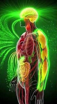 Inside the Body After Eating Onion – Scientific 3D Animation