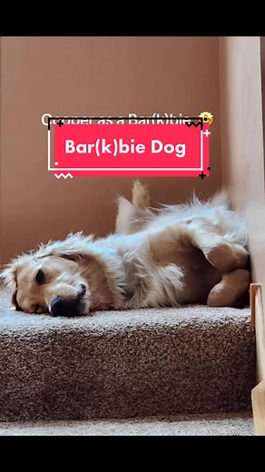 Adorable Golden Retriever Barbie Dog Compilation 😍
