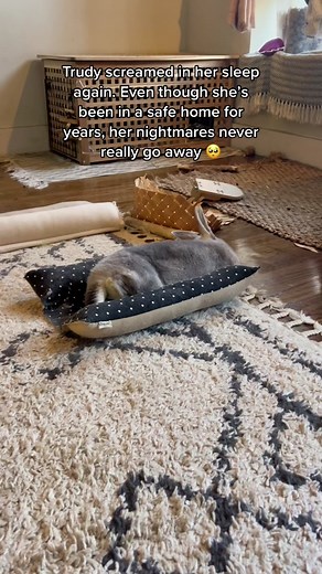 Screaming is NOT normal and a rabbit scream is a sign something is very wrong. The vet confirmed that Trudy’s case is from nightmares and she’s never screamed while awake. She wakes up like nothing ever happened every time #rescuestorytour #rabbitrescuer #adoptedstory #animaladoptions #nationaladoptionmonth #rabbitadoptionmonth