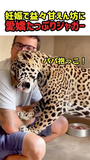 【猛カワ】妊娠で益々甘えん坊に愛嬌たっぷりジャガー！ #猫 #ねこ #ニャンコ #猫動画 #猫のいる暮らし #ジャガー #ギャップ萌え #かわいい #カワイイ #面白動画 #癒し #shorts