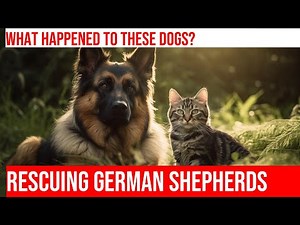 Rescued German Shepherds: Heartwarming Rescue Stories