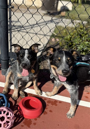 Mini Blue Heelers Enjoy Basketball Adventures
