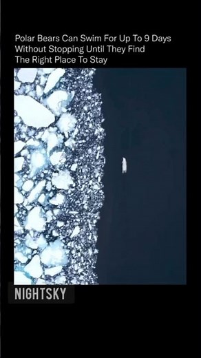 Endurance of the Arctic: The 9-Day Swim of a Polar Bear #PolarBear #ClimateChangeAwareness