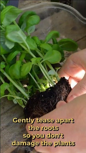 How to Turn a Supermarket-bought Basil into 12 Healthy Potted Plants