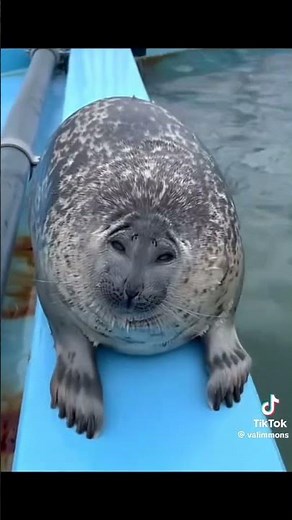 Charlie Charlie Kirky Seal💙 #fypシ