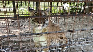 Big (cat) news: Just yesterday, we welcomed two new rescued tigers to Oakland Zoo. While the abandoned roadside zoo in Oklahoma they came from was shut down by the USDA in 2008, the animals were left behind. Four big cats in total were rescued, the last survivors of nearly 100 animals that lived there. When we were alerted by a whistleblower about these suffering cats, we called on accredited big cat sanctuaries Turpentine Creek Wildlife Refuge from Eureka Springs, AR and Lions Tigers & Bears in