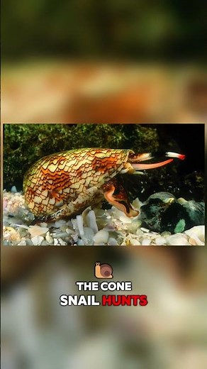 This Snail Has a Poison Harpoon