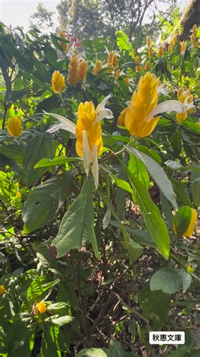 8.8K views · 76 reactions | 金苞花，別名黃蝦花 學名：Pachystachys lutea | 秋惠文庫 Formosa Vintage Museum | Facebook